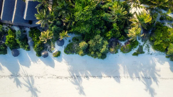 Beautiful Beach Island Zanzibar Surrounded Palm Trees Surrounded Nature Sun — Photo