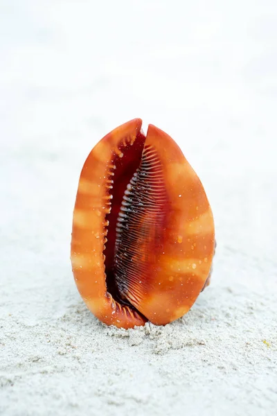 Zanzibar Island Long Sandy Beaches Sounds Shells Create Perfect Place — Foto Stock