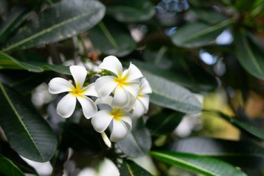 Zanzibar's beautiful local flowers capture the island's rich flora. The vibrant colors and unique shapes of the blossoms showcase the region's natural beauty