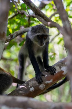 Jozani Forest is a nature reserve that houses endemic monkeys. It's a unique opportunity to observe these animals in their natural habitat.