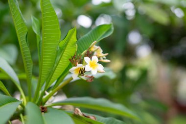 Zanzibar's tropical climate is perfect for producing these stunning, colorful flowers. This photo captures their beauty in full bloom, with the sun shining bright in the background