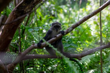 Jozani Forest is a nature reserve in Zanzibar that's home to endemic monkey species, including the red colobus monkey. Visitors can watch these playful creatures swing through the treetops. 