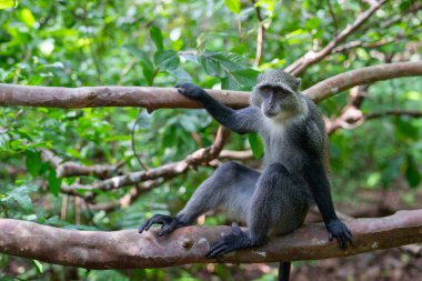Jozani Forest is a nature reserve in Zanzibar that's home to endemic monkey species, including the red colobus monkey. Visitors can watch these playful creatures swing through the treetops. 