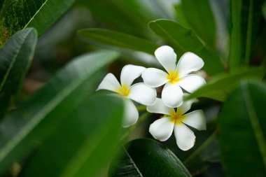Zanzibar's tropical climate is perfect for producing these stunning, colorful flowers. This photo captures their beauty in full bloom, with the sun shining bright in the background