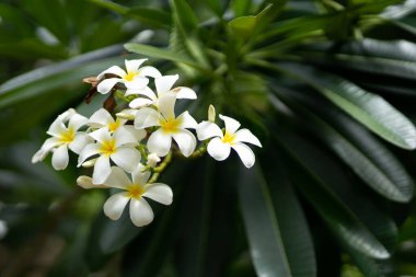 Zanzibar's tropical climate is perfect for producing these stunning, colorful flowers. This photo captures their beauty in full bloom, with the sun shining bright in the background