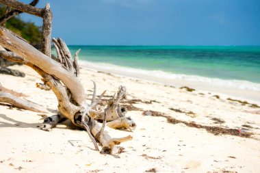 This drone shot of Nungwi Beach in Zanzibar captures the incredible beauty of the shoreline, with crystal-clear waters and golden sand providing a picture-perfect view.