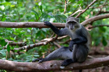 Witness the captivating beauty of the Jozani Forest in Zanzibar, a world-renowned destination that is home to some of the rarest species of monkeys in the world.