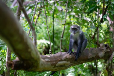 Witness the unique Red Colobus Monkey in the Jozani Chwaka Bay National Park, located in Zanzibar, Tanzania. This protected area is a wildlife haven on the shores of the Indian Ocean in Africa.