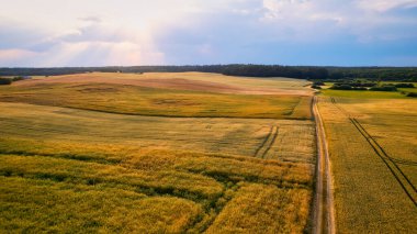 Kendinizi Polonya 'nın Günbatımındaki Sarı Tecavüz Tohumu Alanına daldırın. Mükemmel bir zemin olarak Mavi Gökyüzü