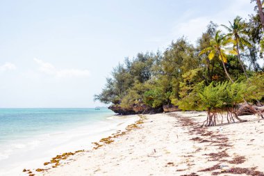 Kiwengwa Sahili 'nin, Zanzibar' ın, Tanzanya 'nın nefes kesici panoramik manzarasında kaybolun.