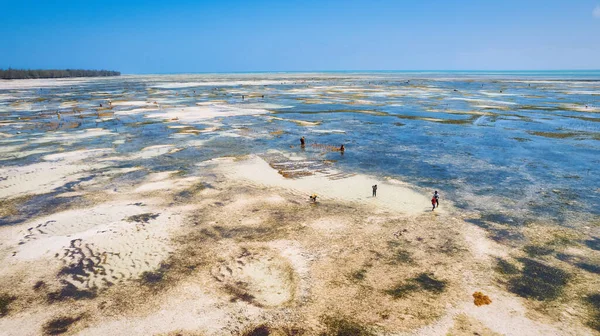 잔지바르의 해변의 사진은 낙원의 본질을 야자수 로열티 프리 스톡 이미지