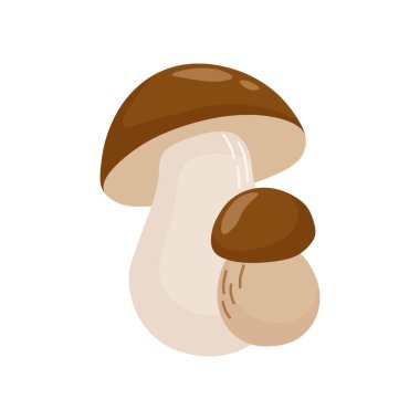 Kalın beyaz saplı ve yuvarlak kahverengi şapkalı iki Porcini mantarının vektör çizimi, beyaz arka planda çizilmiş.