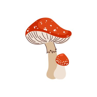 Beyaz benekli ve yanında daha küçük bir mantar bulunan, beyaz arka planda izole edilmiş kırmızı sineksi mantarın düz vektör çizimi