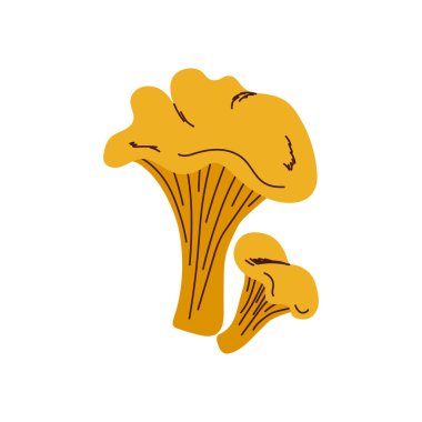 Beyaz arka planda Vahşi Chanterelle Mantar Çifti Düz Tasarım