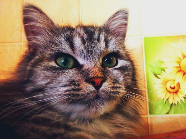 Gato Bonito Com Olhos Amarelo Verdes — Fotografia de Stock