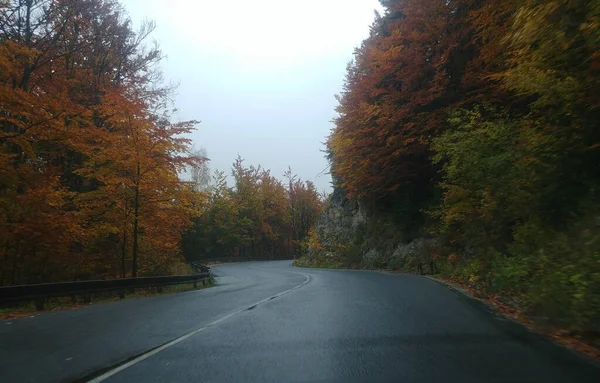 stock image autumn forest road with yellow trees and leaves in thick fog