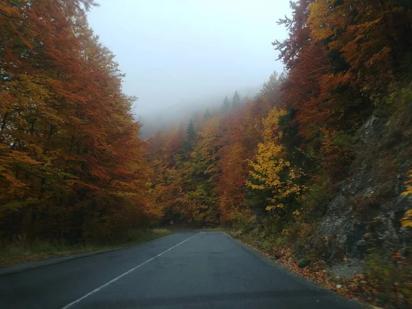 Jesienna Droga Leśna Górach Gęstą Mgłą — Zdjęcie stockowe