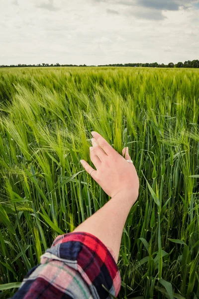 stock image Close up hand caressing crops concept photo. Cultivated plants. First person view photography with rye field on background. High quality picture for wallpaper, travel blog, magazine, article