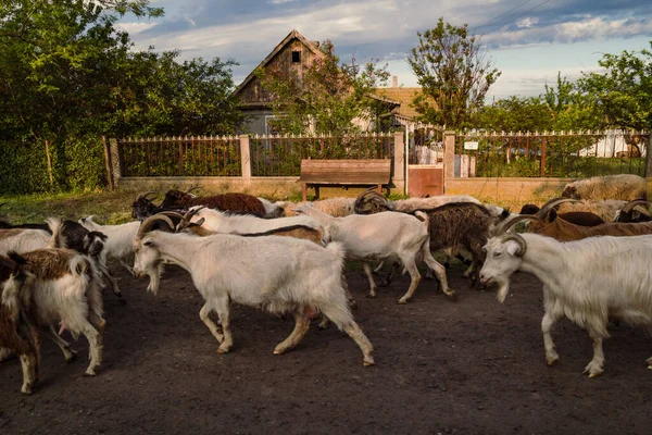 Manada Cabras Corriendo Fotografía Escénica Foto Animales Domésticos Con Casa — Foto de Stock