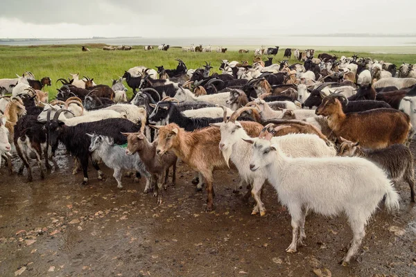 Domestic Goats Different Colours Landscape Photo Beautiful Nature Scenery Photography — Stock Photo, Image