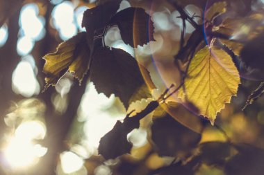 Dal konsepti fotoğrafında asılı duran sonbahar yapraklarını kapat. Güneş ışığında yapraklar dökülür. Ön plan fotoğrafçılığı bulanık arkaplanlı. Duvar kağıdı, seyahat günlüğü, dergi, makale için yüksek kaliteli resim