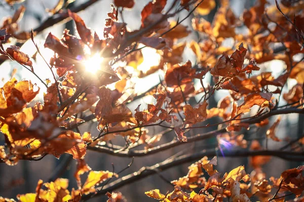 Sulje Auringonvalo Läpi Syksyn Lehdet Konsepti Kuva Syksyn Auringonpaiste Edessä — kuvapankkivalokuva