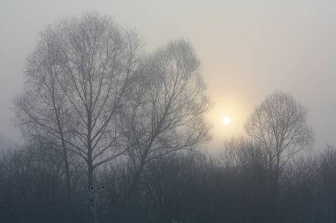 Kış ormanı manzarasında sisli bir sabah. Arka planda ağaçlar olan güzel doğa manzarası fotoğrafçılığı. Idyllic sahne. Duvar kağıdı, seyahat günlüğü, dergi, makale için yüksek kaliteli resim