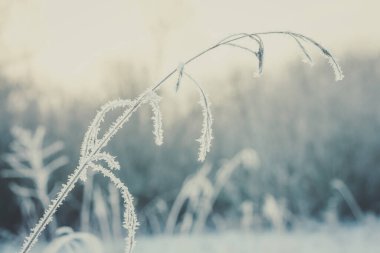 Kapalı kapılar ardında stoarfrost konsepti fotoğraflarıyla kaplı bir fabrika. Arka planda karlı kış manzarası olan önden görüntü. Duvar kağıdı, seyahat günlüğü, dergi, makale için yüksek kaliteli resim