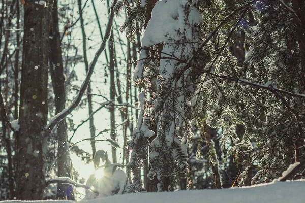 stock image Heavy snow covering conifer branches landscape photo. Beautiful nature scenery photography with light on background. Idyllic scene. High quality picture for wallpaper, travel blog, magazine, article