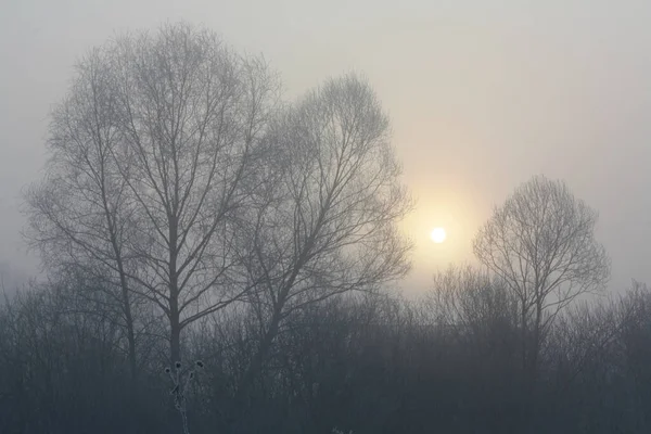 stock image Foggy morning in winter forest landscape photo. Beautiful nature scenery photography with trees on background. Idyllic scene. High quality picture for wallpaper, travel blog, magazine, article