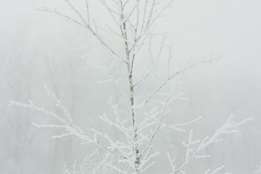 Hoarfrost konsepti fotoğrafıyla kaplı ince fidanı kapat. Arka planda karlı kış manzarası olan önden görüntü. Duvar kağıdı, seyahat günlüğü, dergi, makale için yüksek kaliteli resim