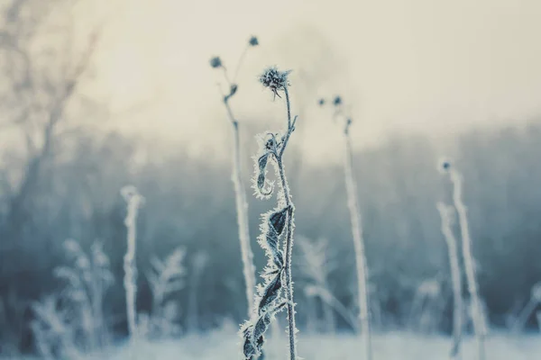 Close up frozen dried flower in forest concept photo. Front view photography with snowy winter landscape on background. High quality picture for wallpaper, travel blog, magazine, article