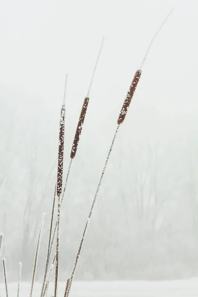 Rohrkolbenpflanzen Aus Nächster Nähe Mit Frostkonzept Foto Bedeckt Vorderseite Fotografie — Stockfoto