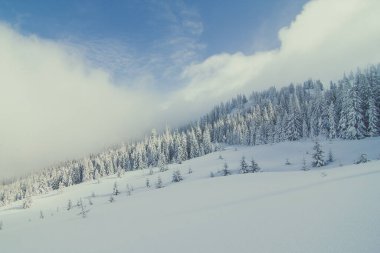 Dağ yamacındaki karlı çam ağaçları. Arka planda orman olan güzel doğa manzarası fotoğrafçılığı. Idyllic sahne. Duvar kağıdı, seyahat günlüğü, dergi, makale için yüksek kaliteli resim