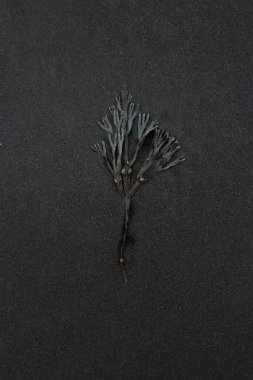 Plaj konsepti fotoğrafında yosun yaprağını kapat. Deniz bitkisi. Arka planda siyah bazalt kumu olan üst görüntü fotoğrafçılığı. Duvar kağıdı, seyahat günlüğü, dergi, makale için yüksek kaliteli resim