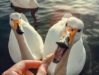 Göl konsepti fotoğrafıyla kuğuyu besleyen adamı kapatın. Arka planda koyu su olan ilk el fotoğrafçılığı. Duvar kağıdı, seyahat günlüğü, dergi, makale için yüksek kaliteli resim