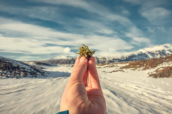 Close Man Met Mos Besneeuwde Highland Concept Foto Arctische Flora — Stockfoto