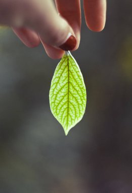 Epoksit reçine konsepti fotoğrafıyla kaplı yeşil yaprak gösteren bir kadın. Bulanık arkaplanı olan ilk kişi fotoğrafçılığı. Duvar kağıdı, seyahat günlüğü, dergi, makale için yüksek kaliteli resim