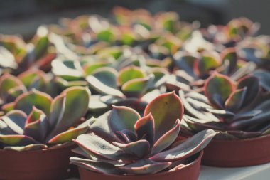 Close up potted succulent plants under sunlight concept photo. Growing houseplants. Front view photography with blurred background. High quality picture for wallpaper, travel blog, magazine, article