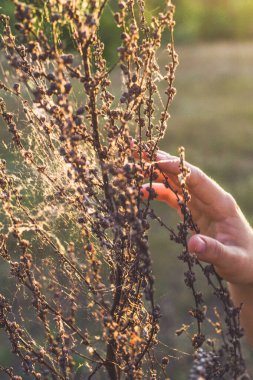 Close up hand touching dry wildflowers with spider web concept photo. Summertime. Side view photography with blurred background. High quality picture for wallpaper, travel blog, magazine, article