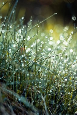 Close up morning rain drops on grass concept photo. Wet lawn. Water droplets. Front view photography with blurred background. High quality picture for wallpaper, travel blog, magazine, article
