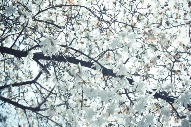 Close up blooming white flowers of cherry tree concept photo. Blossom festival in spring. Photography with blurred background. High quality picture for wallpaper, travel blog, magazine, article