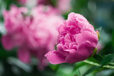 Close up pink peony flower with water droplets concept photo. Blooming season. Side view photography with blurred background. High quality picture for wallpaper, travel blog, magazine, article
