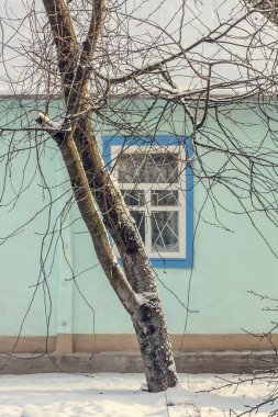 Close up overgrown tree branches in front of snowed house concept photo. Winter. Front view photography with blurred background. High quality picture for wallpaper, travel blog, magazine, article
