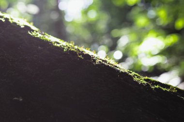 Close up moss covering tree bark concept photo. Lichen and green algae. Front view photography with blurred background. High quality picture for wallpaper, travel blog, magazine, article