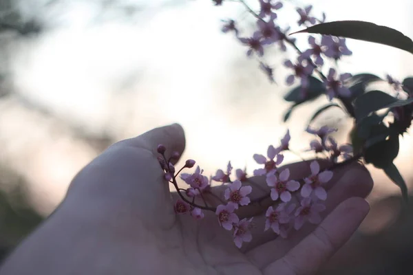 Close Female Hand Holding Pink Flowers Cluster Concept Photo Blooming — Fotografia de Stock