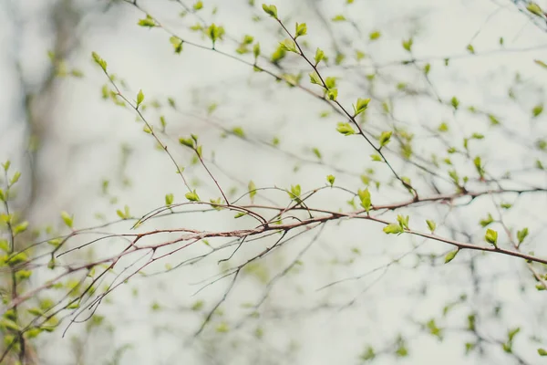 Close Beginning Spring Time Concept Photo Growing Small Leaves Front — Fotografia de Stock