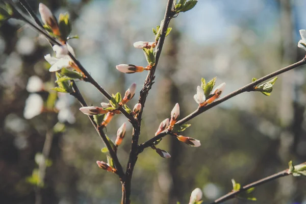Close Cherry Blossoms Buds Branch Concept Photo Springtime Garden Front — Fotografia de Stock