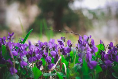 Close up springtime wildflowers concept photo. Forest flowers. Growing plants. Front view photography with blurred background. High quality picture for wallpaper, travel blog, magazine, article