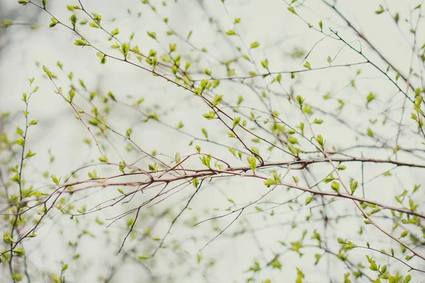 Close Spring Blooming Tree Concept Photo Young Branches Stems Springtime — Fotografia de Stock